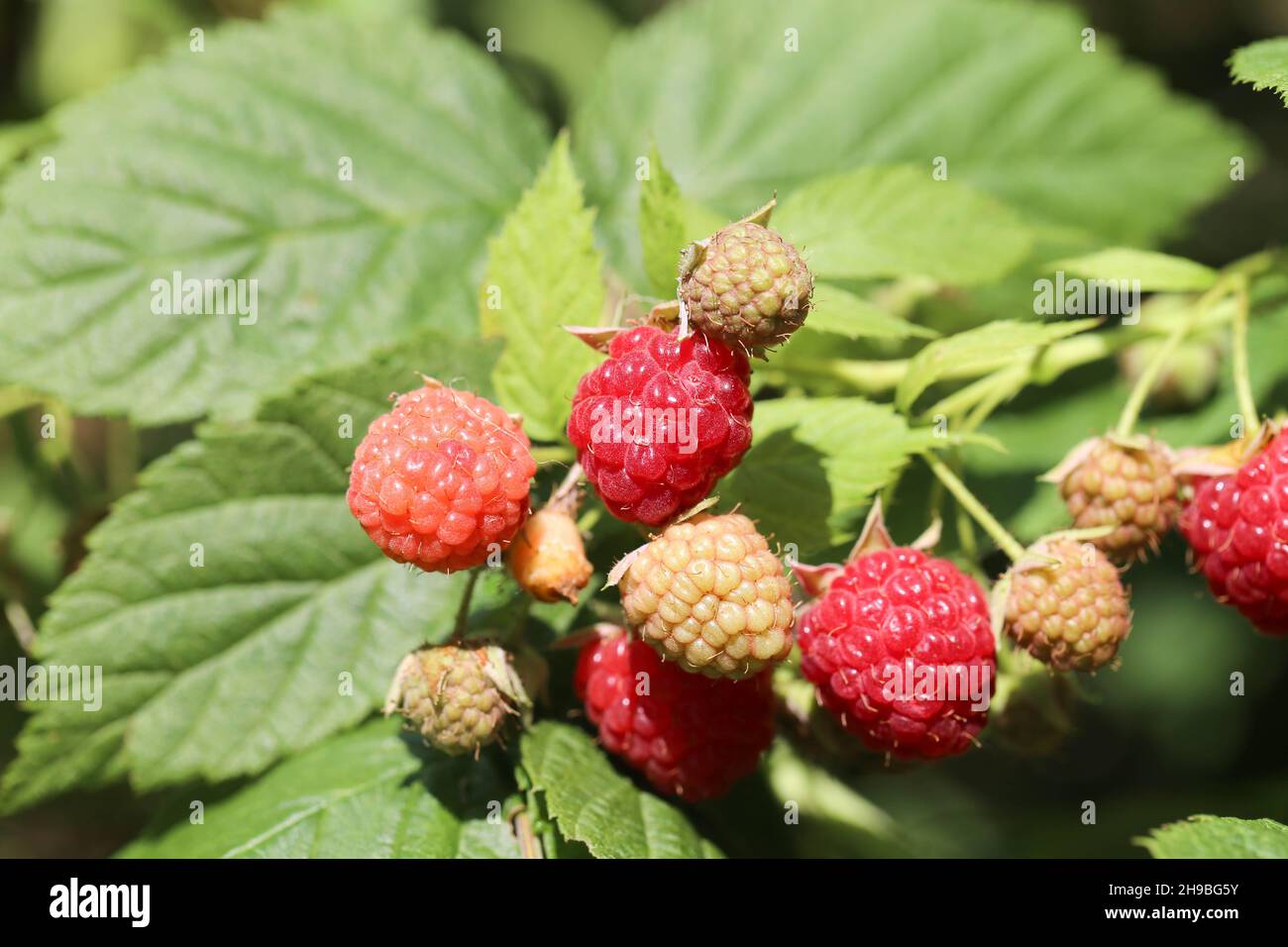 fresh raspberry, Himbeeren Stock Photo