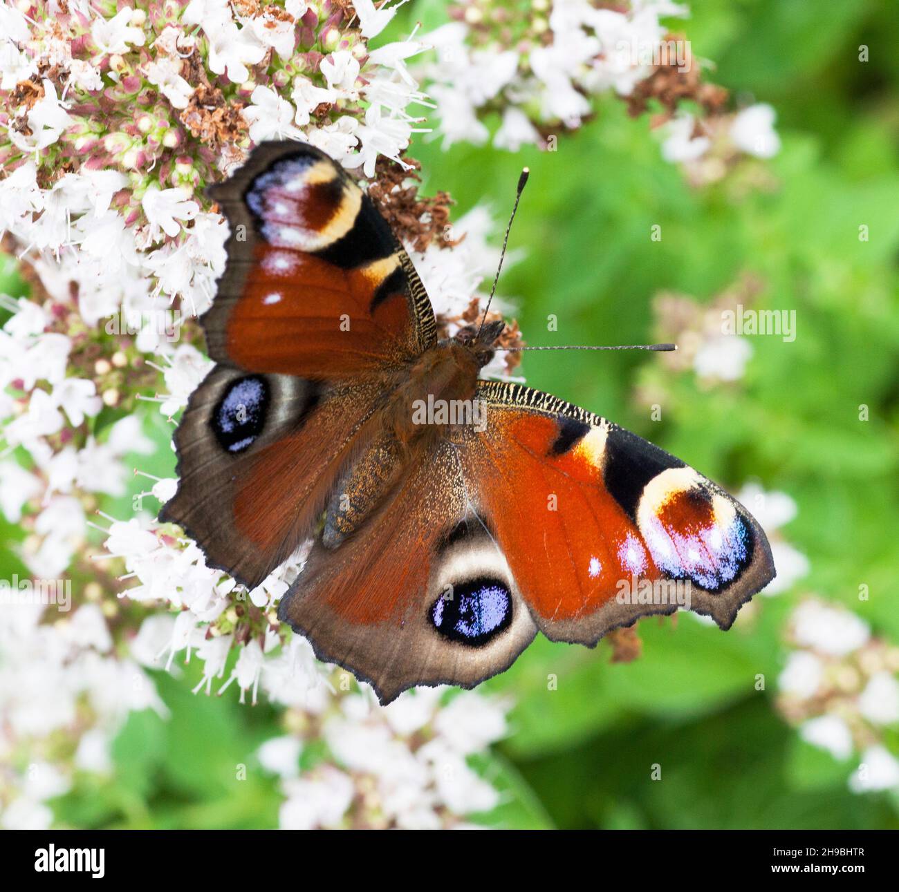 PEACOCK butterfly on a flower Aglais Io Stock Photo - Alamy