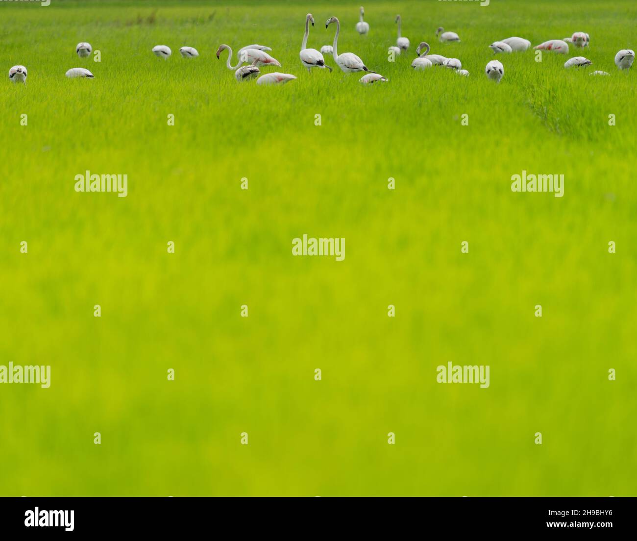 Group of flamingoes feeding over the rice field Stock Photo
