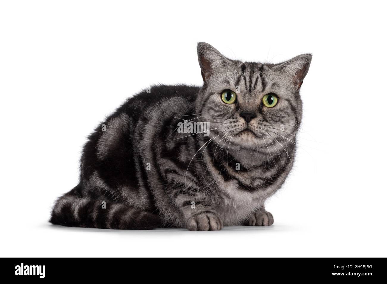 Adult British Shorthair cat, laying down side ways. Looking straight to  camera with round green eyes. Isolated on a white background Stock Photo -  Alamy