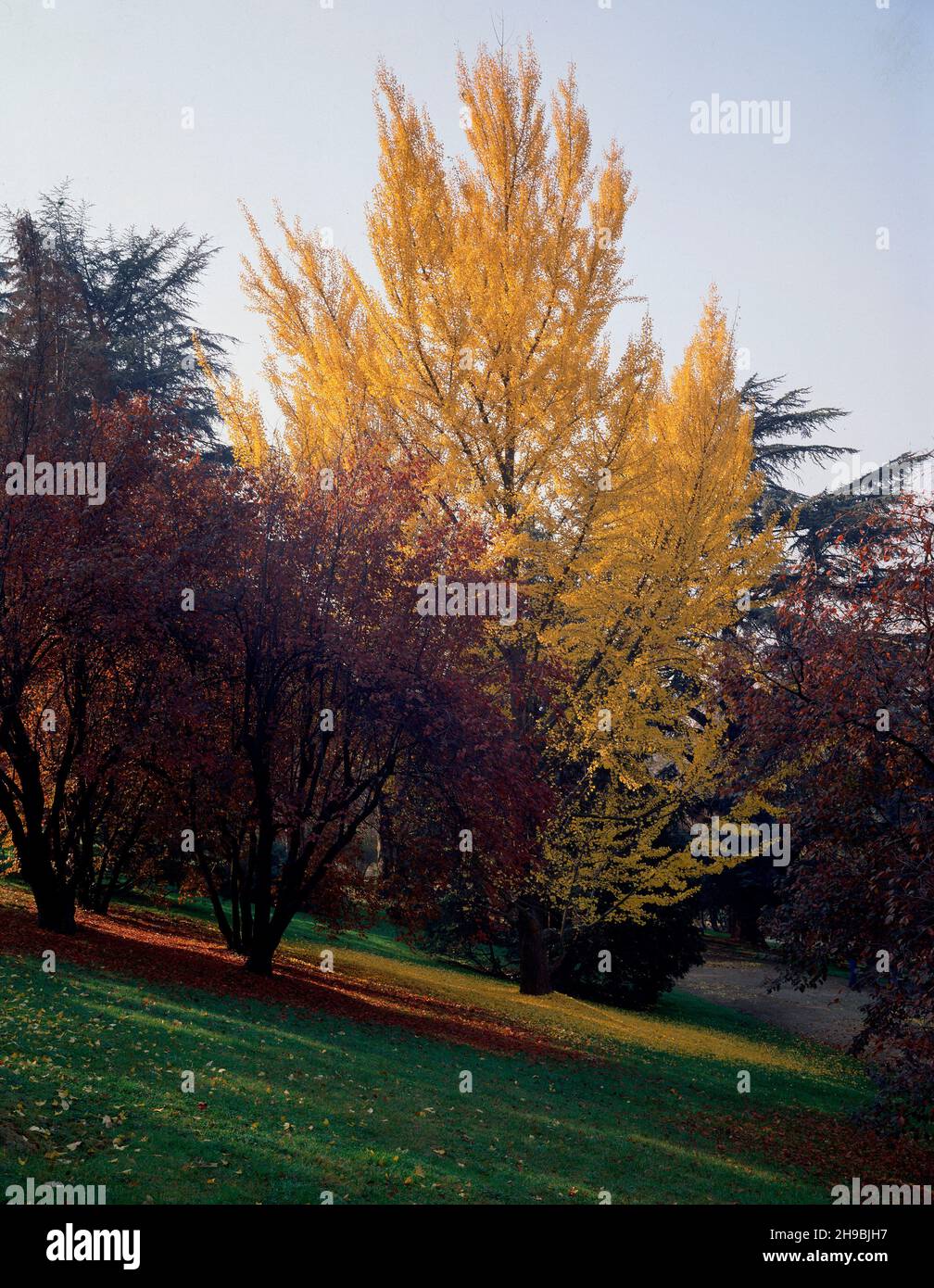 Color del árbol de otoño hi-res stock photography and images - Alamy