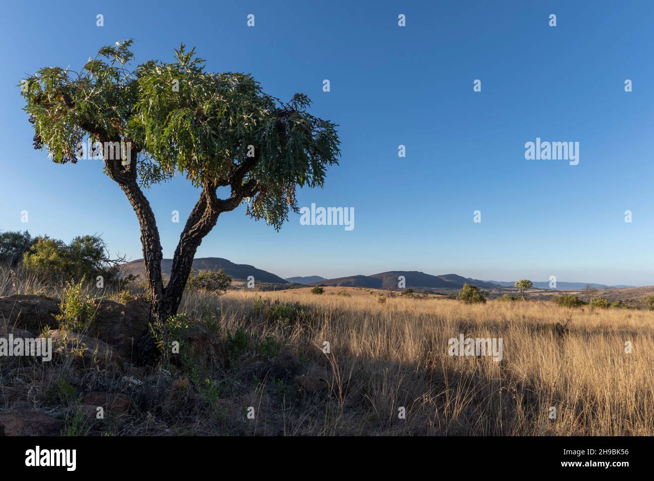 Green cabbage tree against blue sky South Africa Stock Photo - Alamy