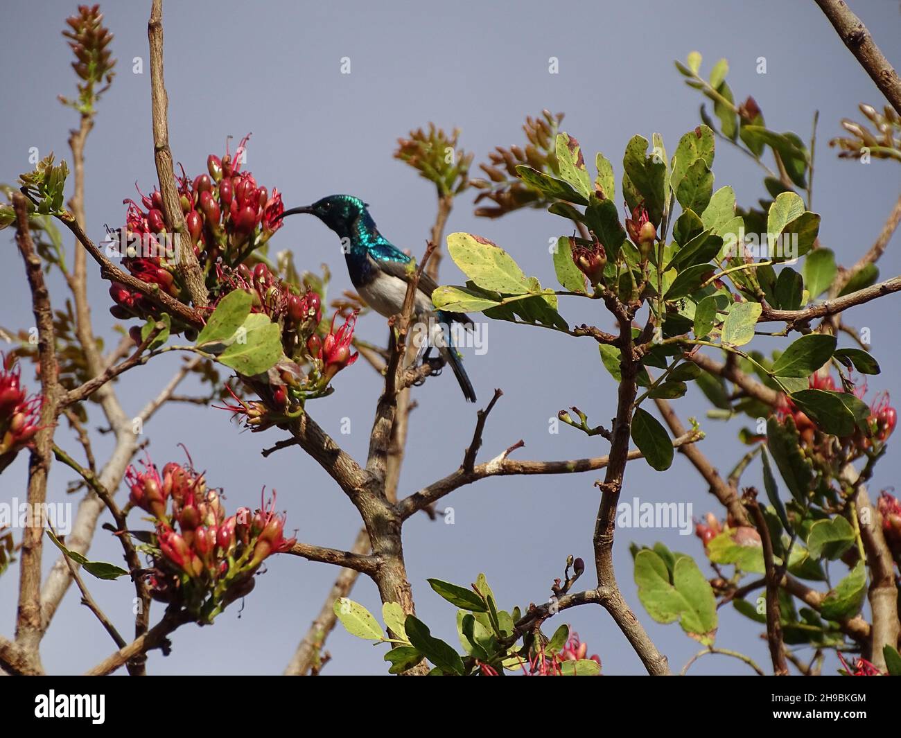 Palestine bird nest hires stock photography and images Alamy