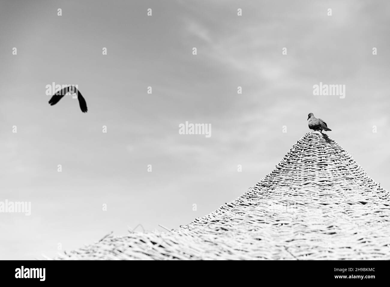 Black-white photography. Bird sit at straw umbrella or thatched hut at beach Stock Photo