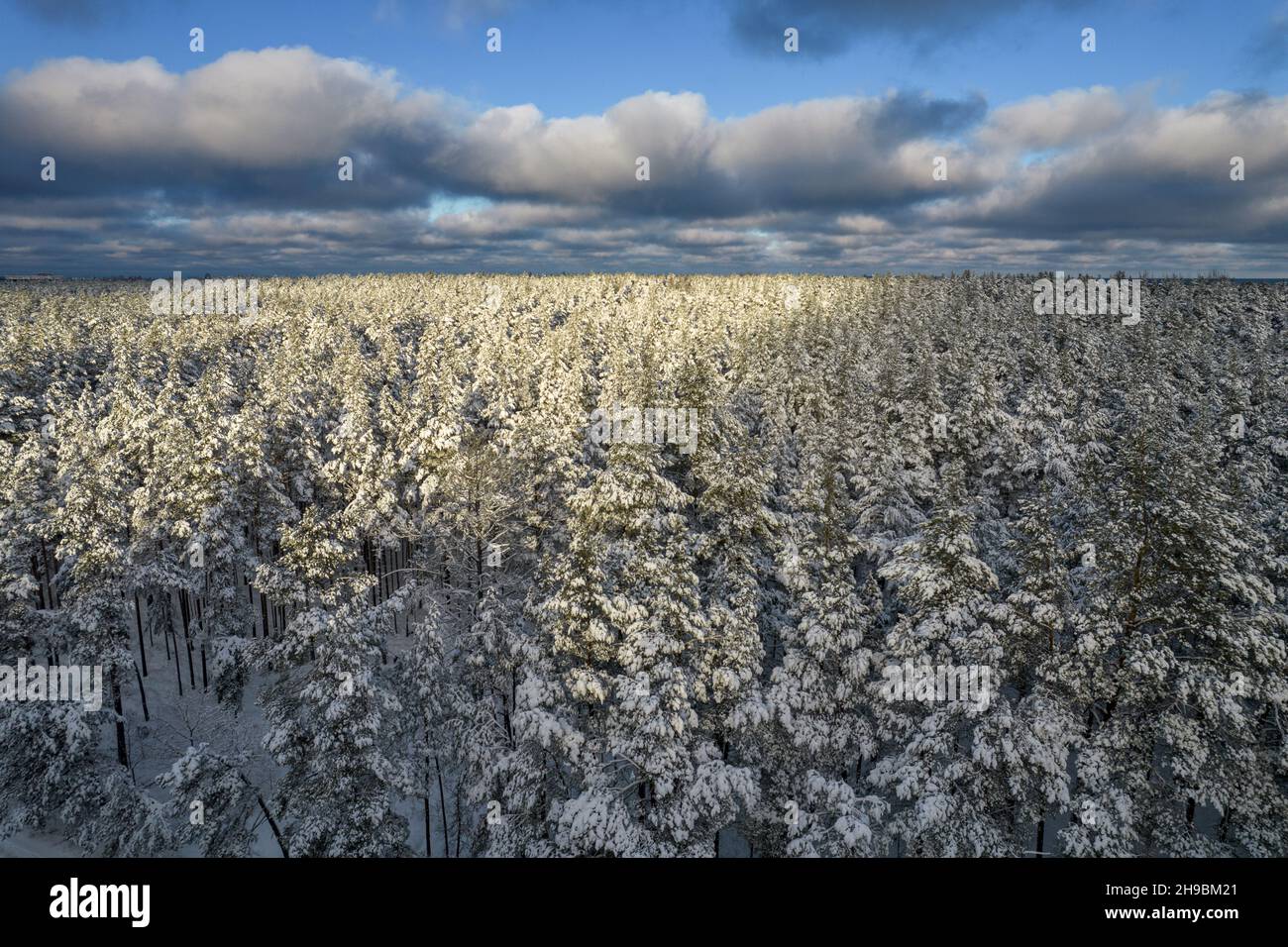 Aerial view of frosty white winter pine forests and birch groves ...