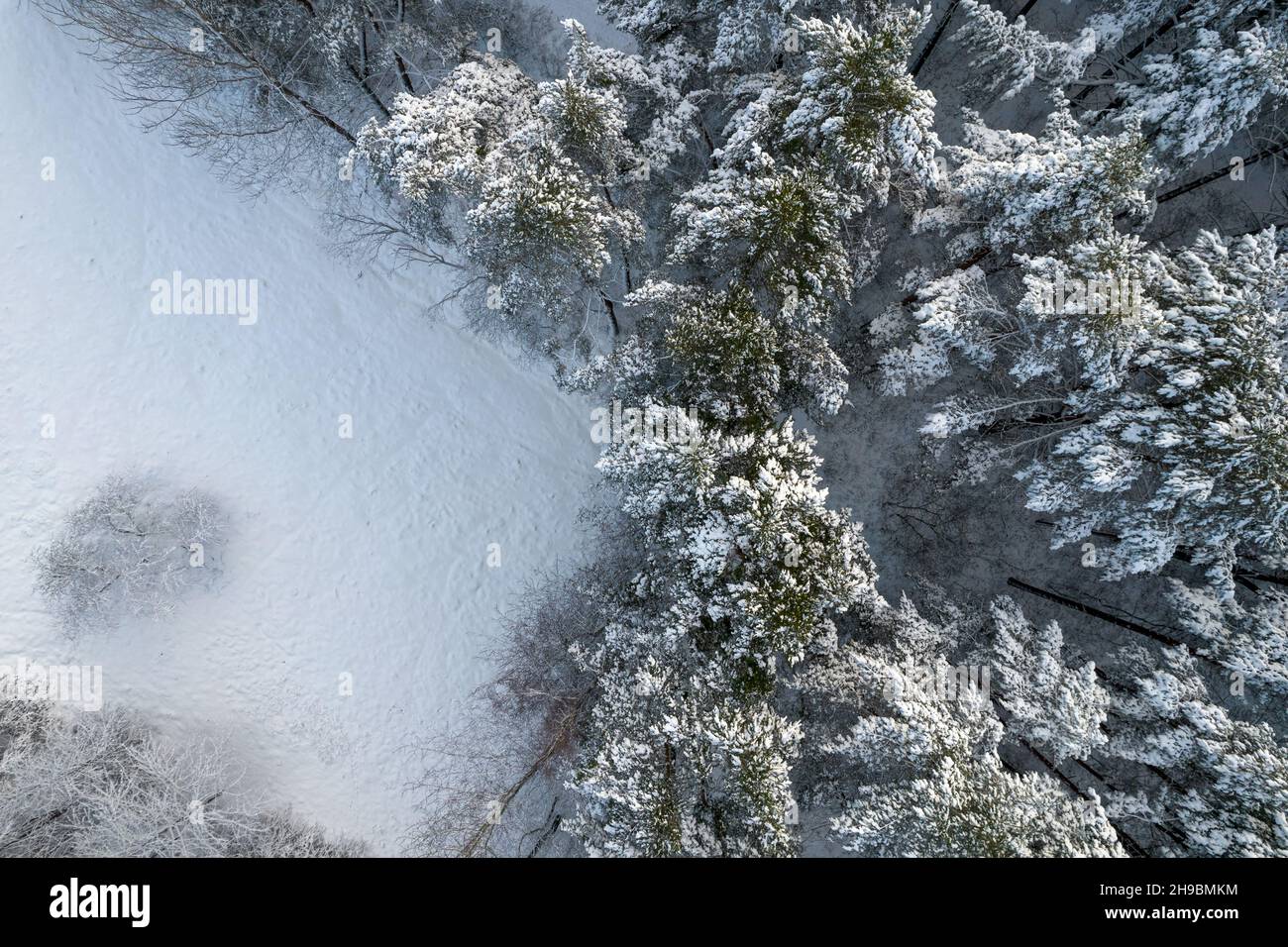 Aerial view of frosty white winter pine forests and birch groves ...