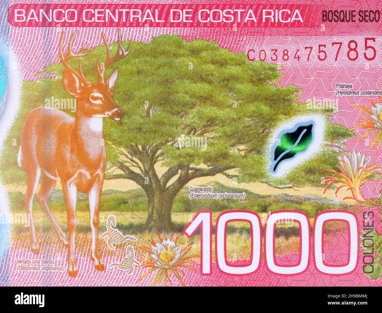 Dry forest and White-tailed deer from Costa Rican money - Colon Stock Photo