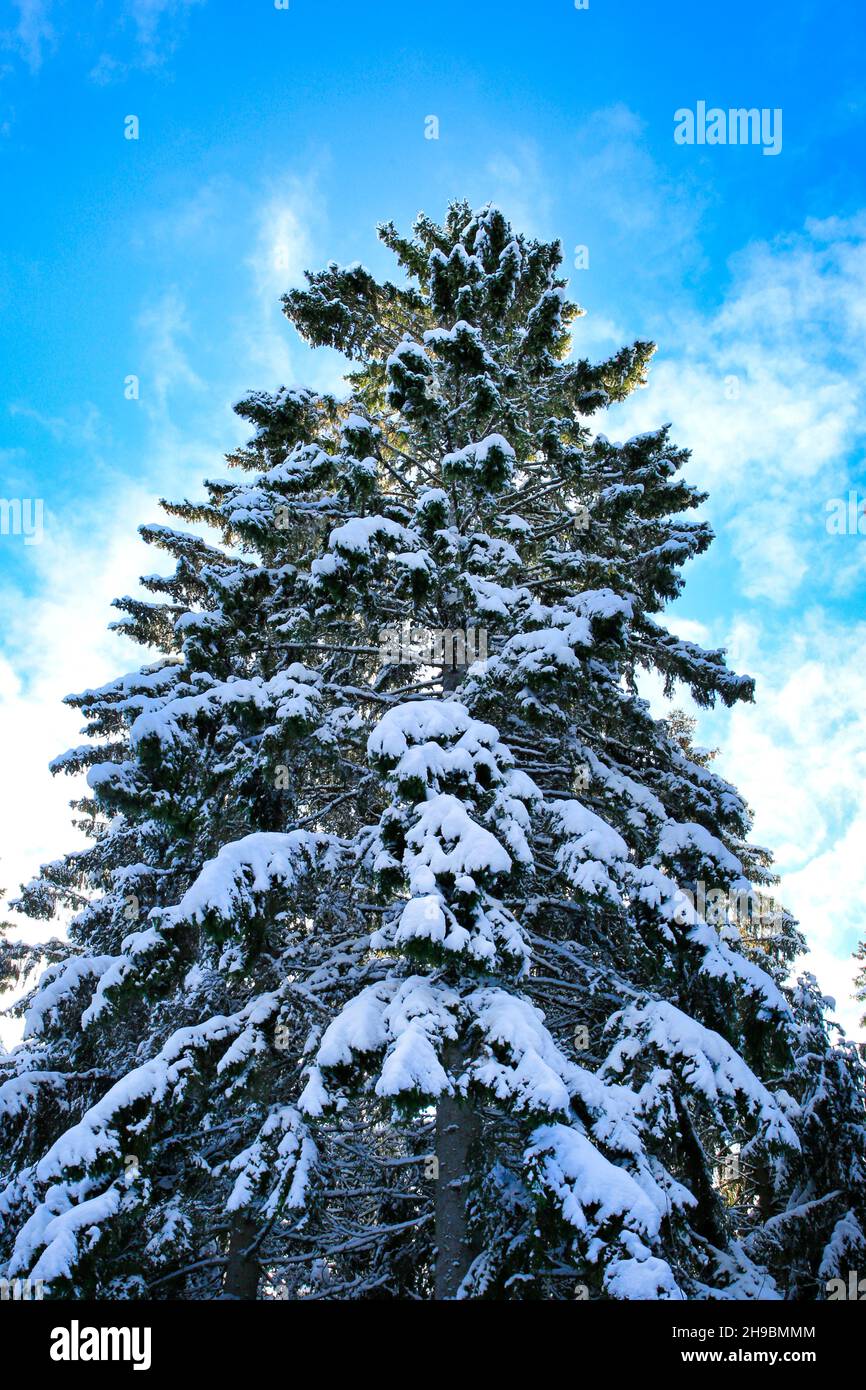 Tall snow covered spruce tree reaching towards the blue sky with some fluffy altocumulus clouds on a cold day of February. Finland. 2021. Stock Photo