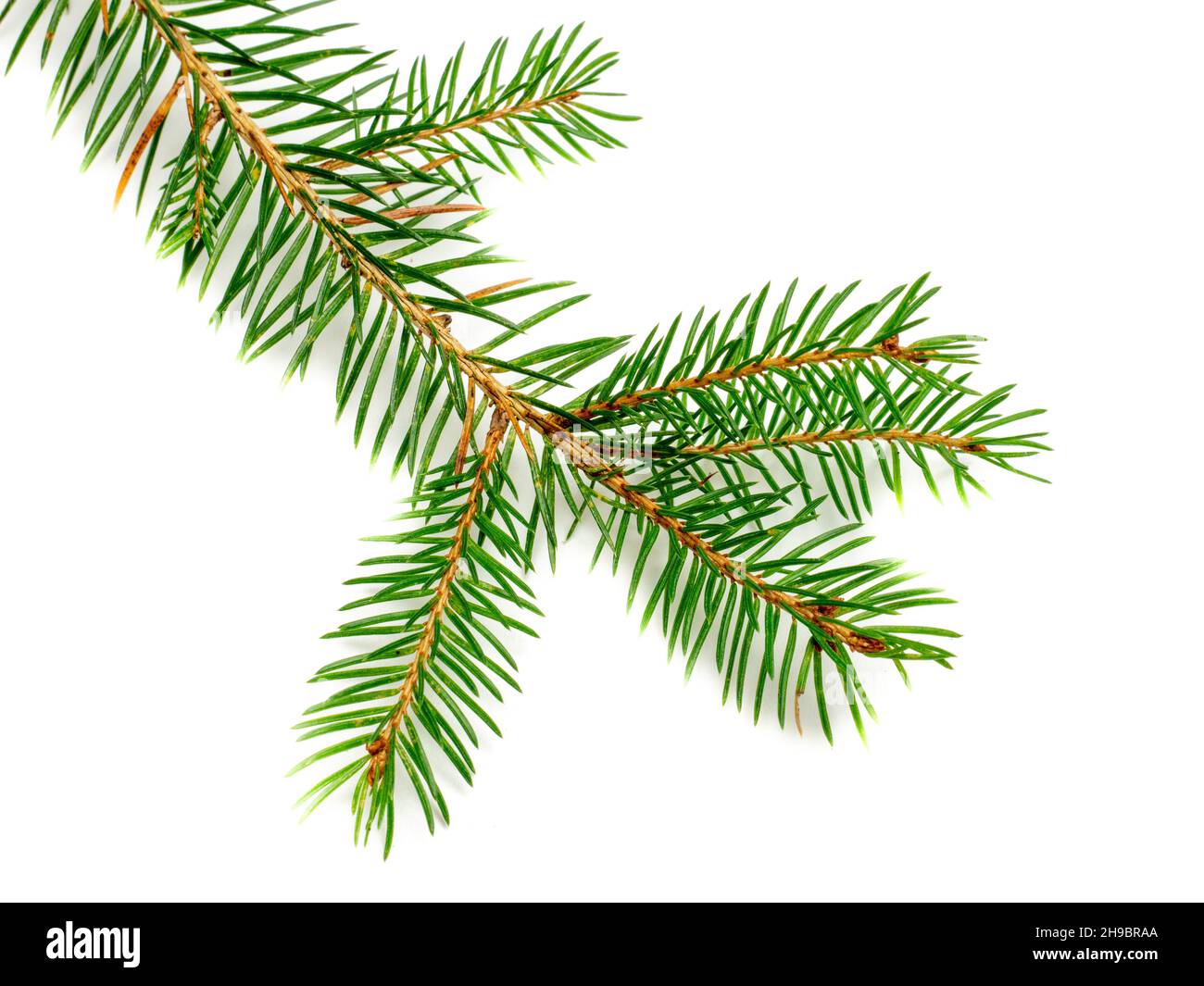 Fir branch isolated on white background Stock Photo - Alamy
