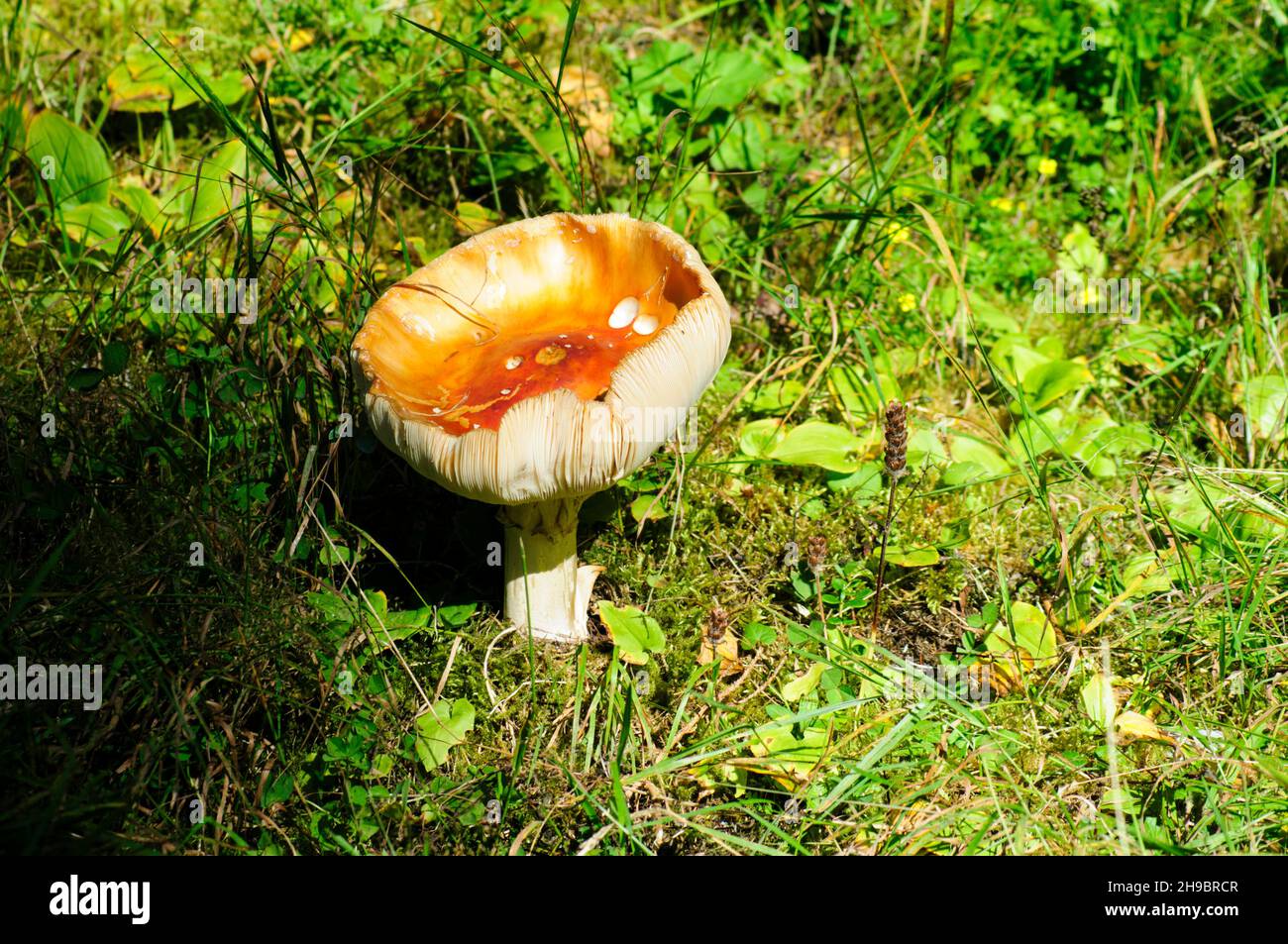 mushroom growing on the forest floor, Tirol Austria Stock Photo