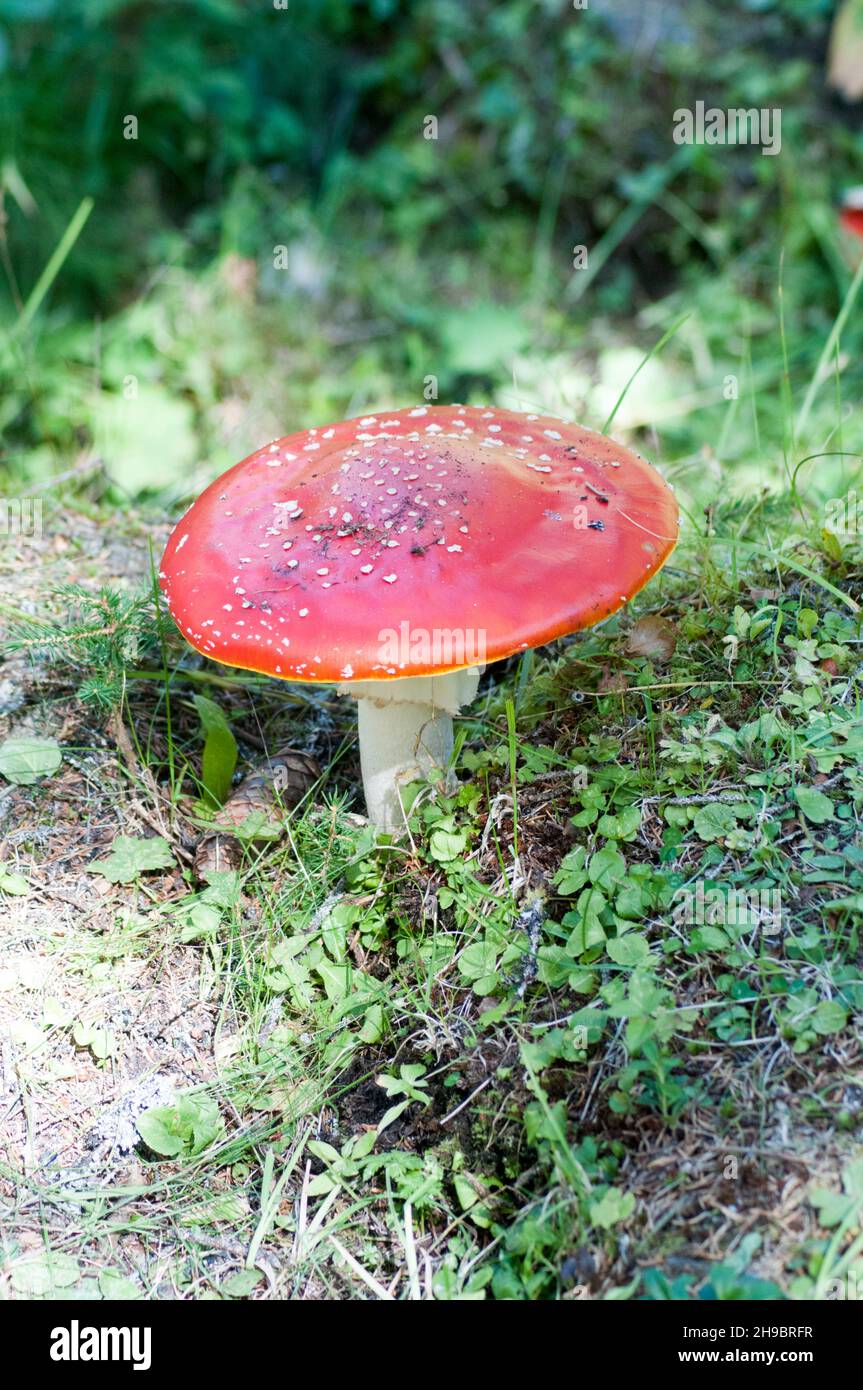 Classic red and white potted toadstool. Fly agaric or Fly amanita (Amanita muscaria) Photographed in Tyrol, Austria Stock Photo