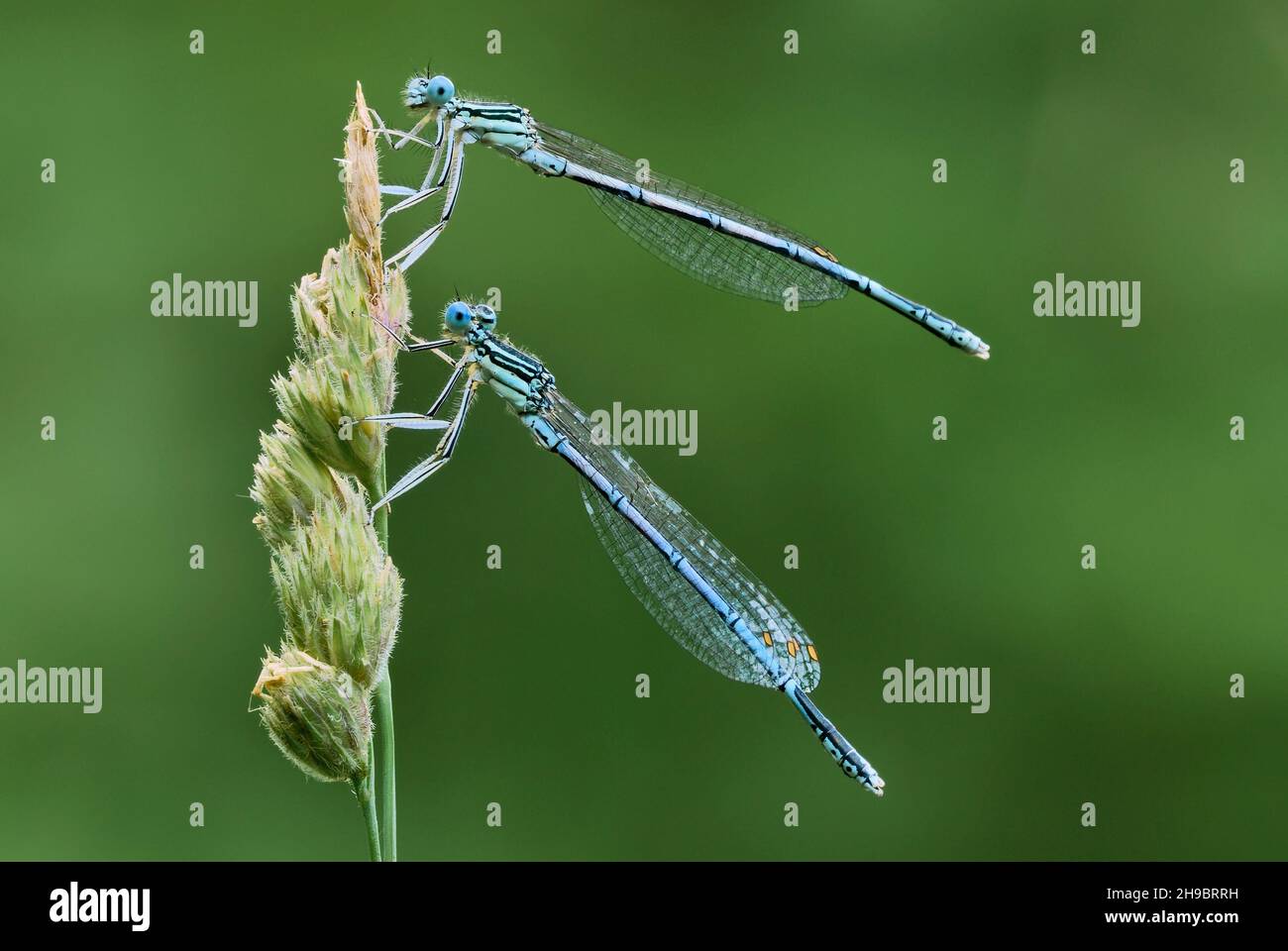 White legged damselflies hi-res stock photography and images - Alamy