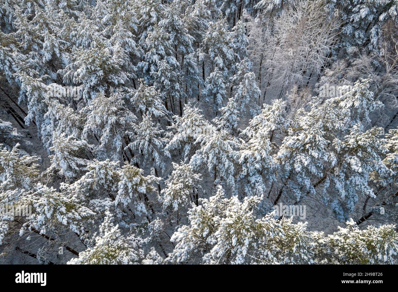 Aerial view of frosty white winter pine forests and birch groves ...
