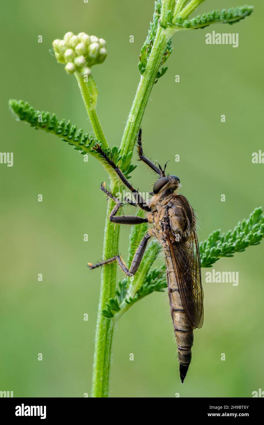 Robber fly sitting motionless on a meadow plant at dusk, closeup. Waiting for prey. Genus species Dysmachus bifurcus. Stock Photo