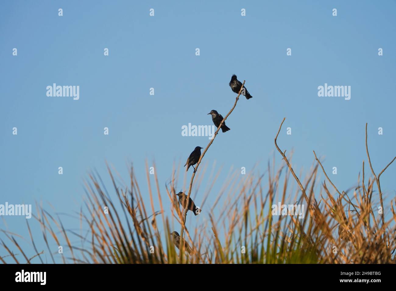 Spotless starlings (Sturnus unicolor) in winter on a branch, southern Spain. Stock Photo