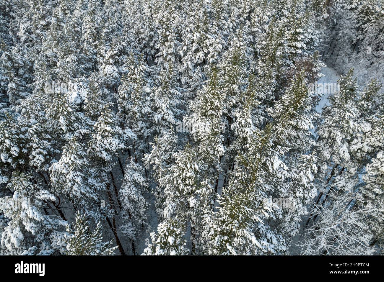 Aerial view of frosty white winter pine forests and birch groves ...