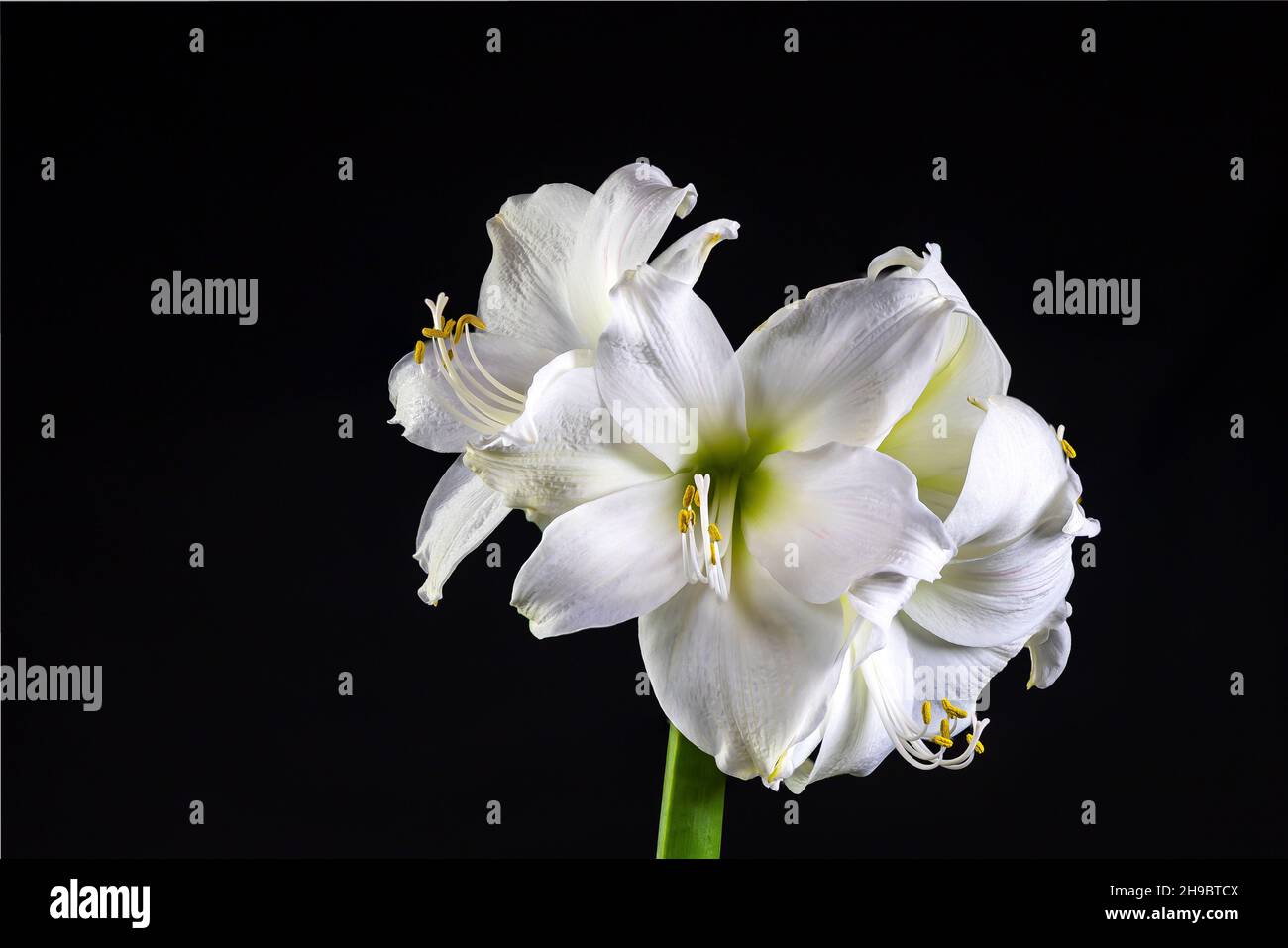 A white Amaryllis flower in full bloom Stock Photo