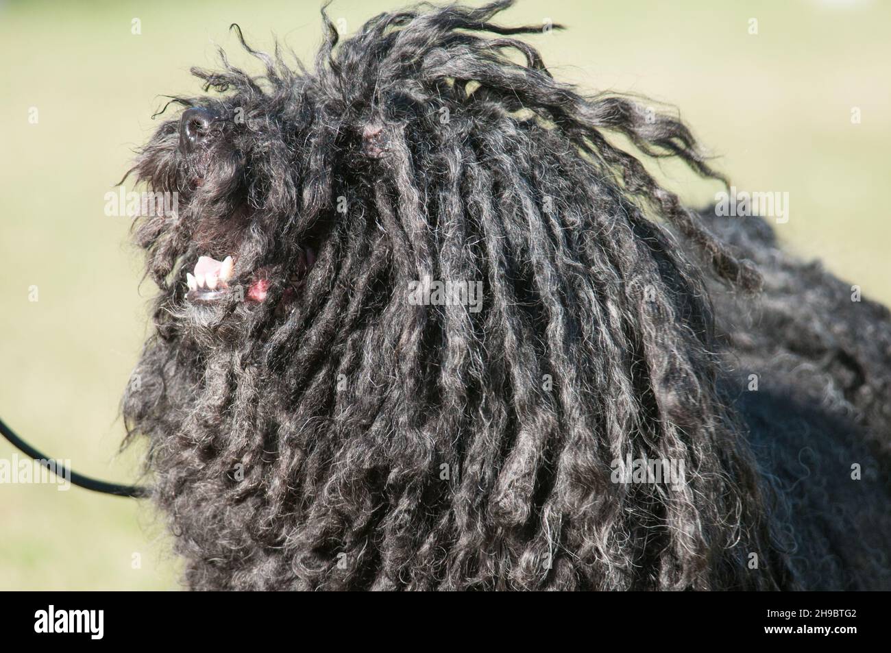 does the puli have rabies