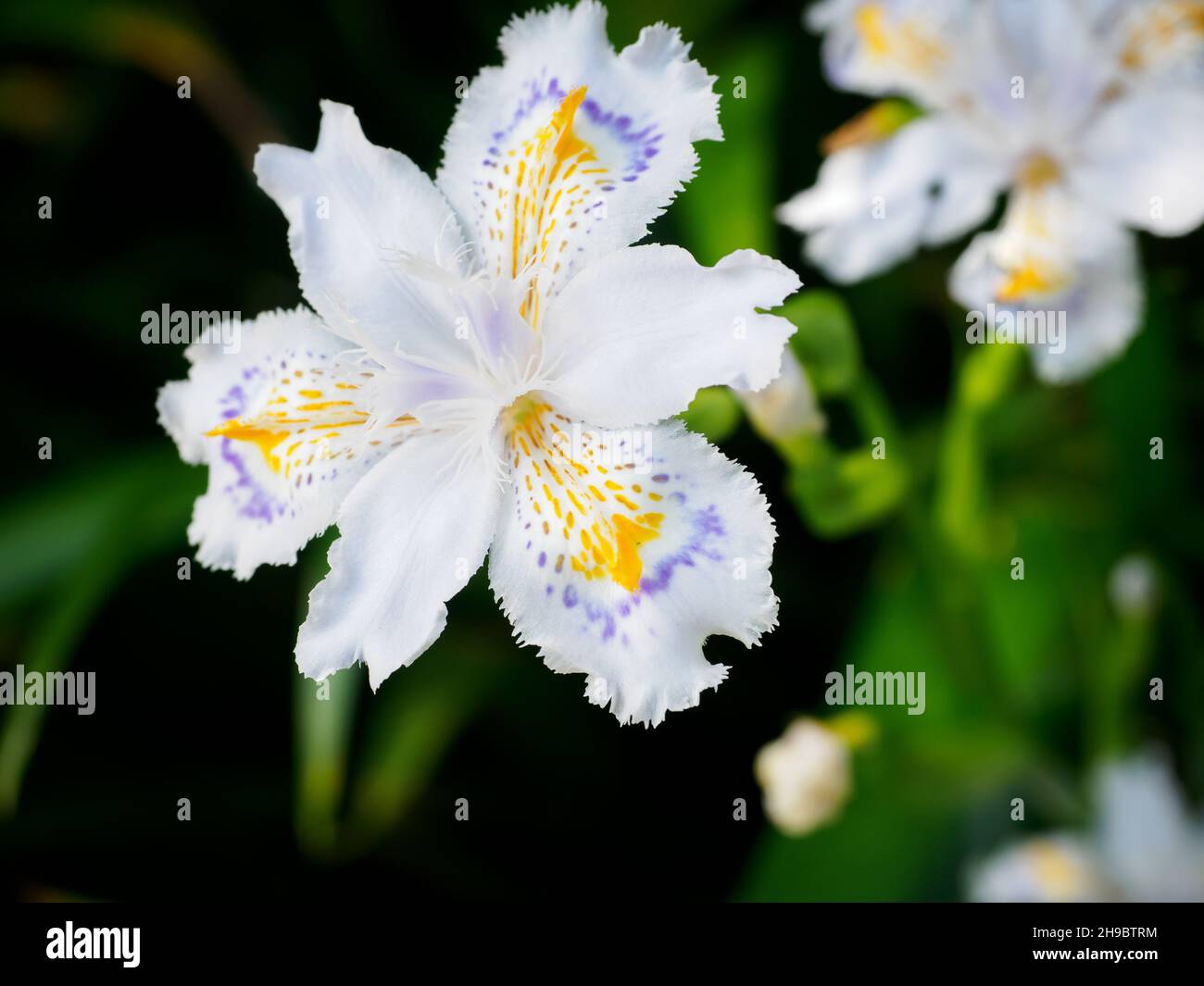 Fringed Iris Japonica flowers Stock Photo Alamy