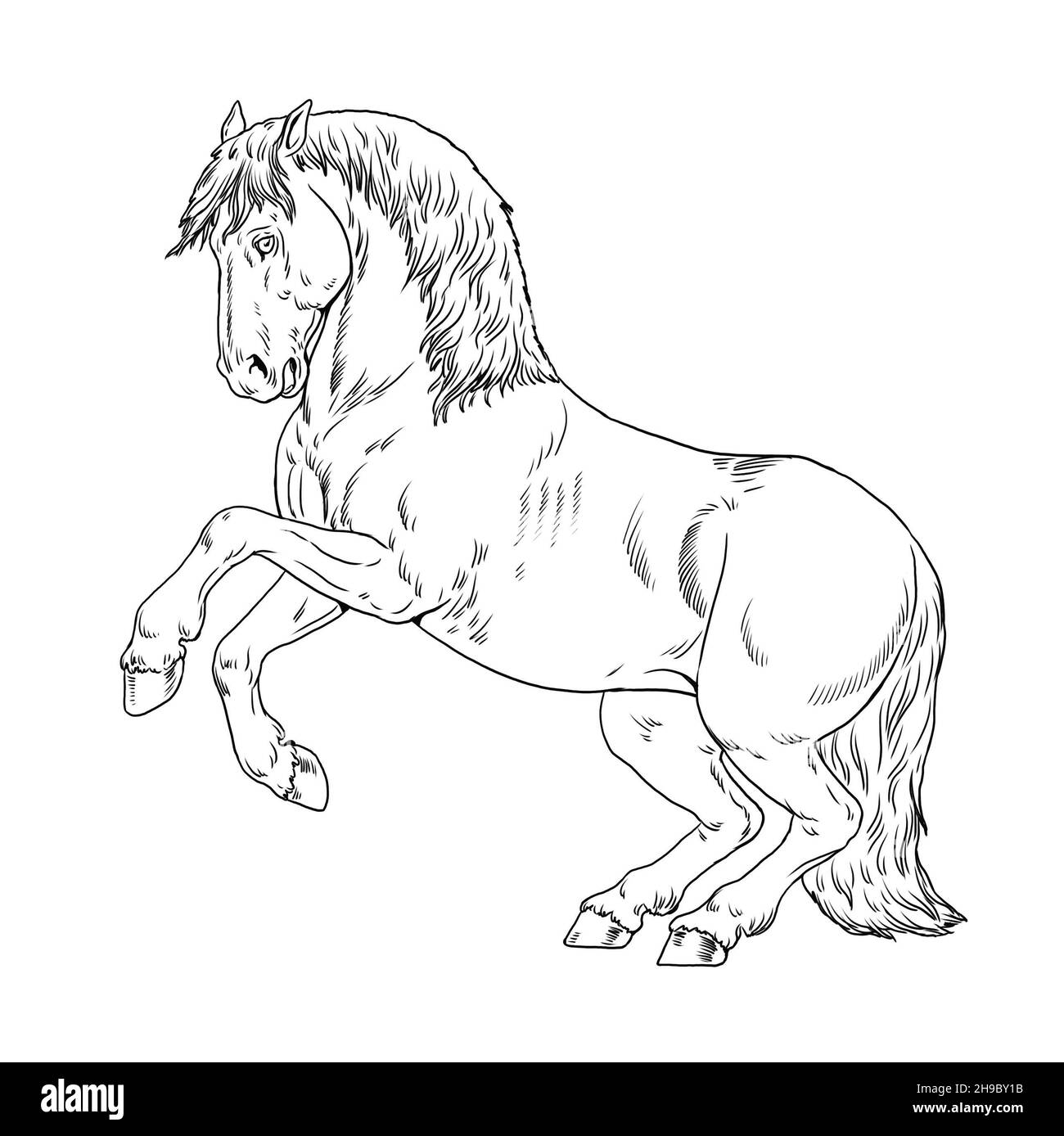 Drawing of rearing horse. Coloring book template with a horse. Equine drawing. Stock Photo