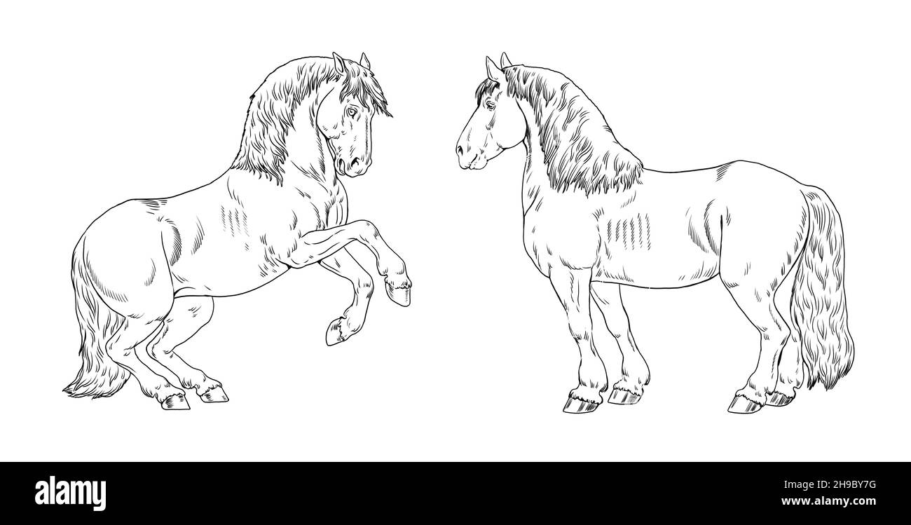 Drawing of a draft horses. Coloring book template with a horse. Equine drawing. Stock Photo