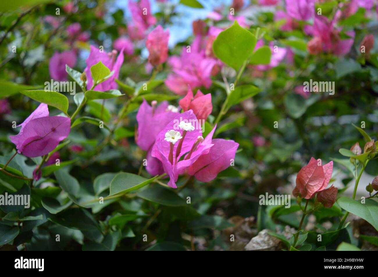 Beautiful shot of purple flowers in a garden Stock Photo - Alamy