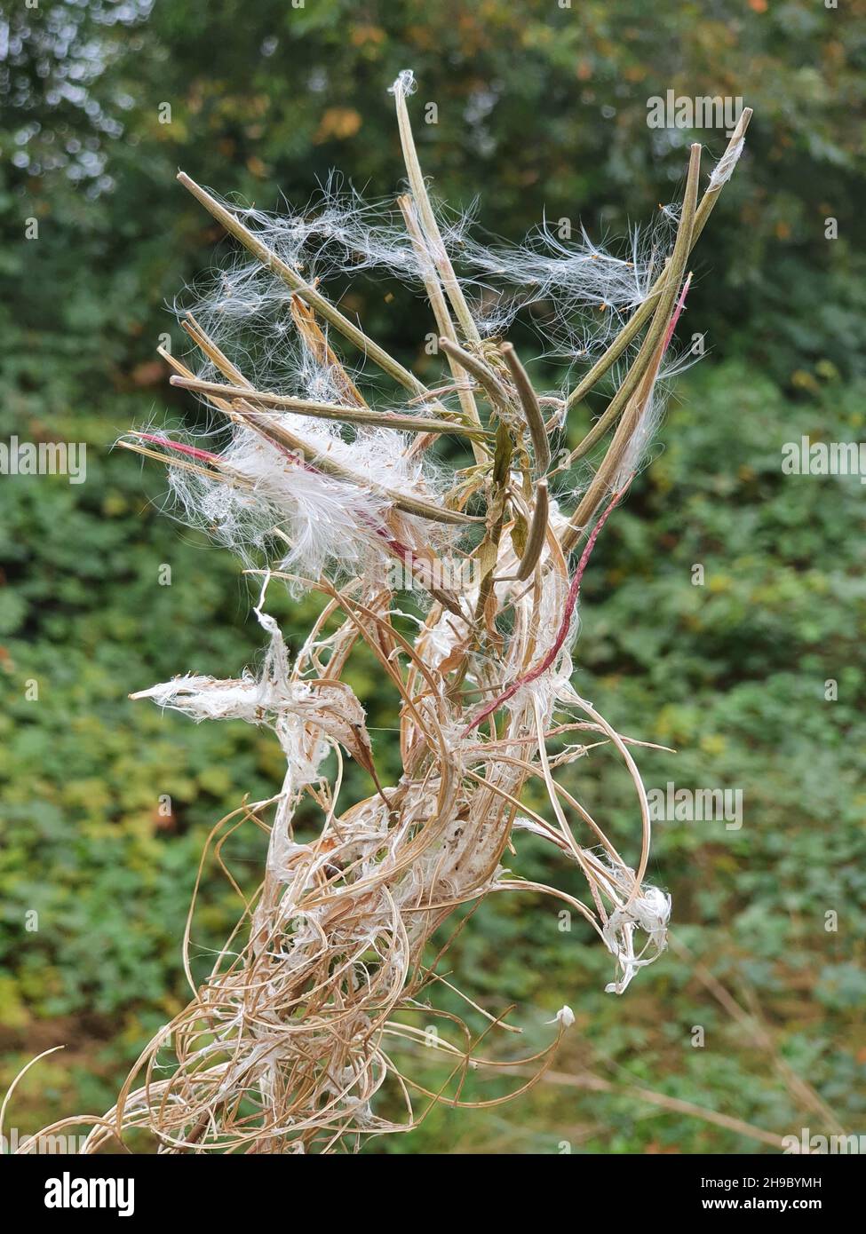 Vertical shot of a feather grass (Stipa) growing in a field Stock Photo