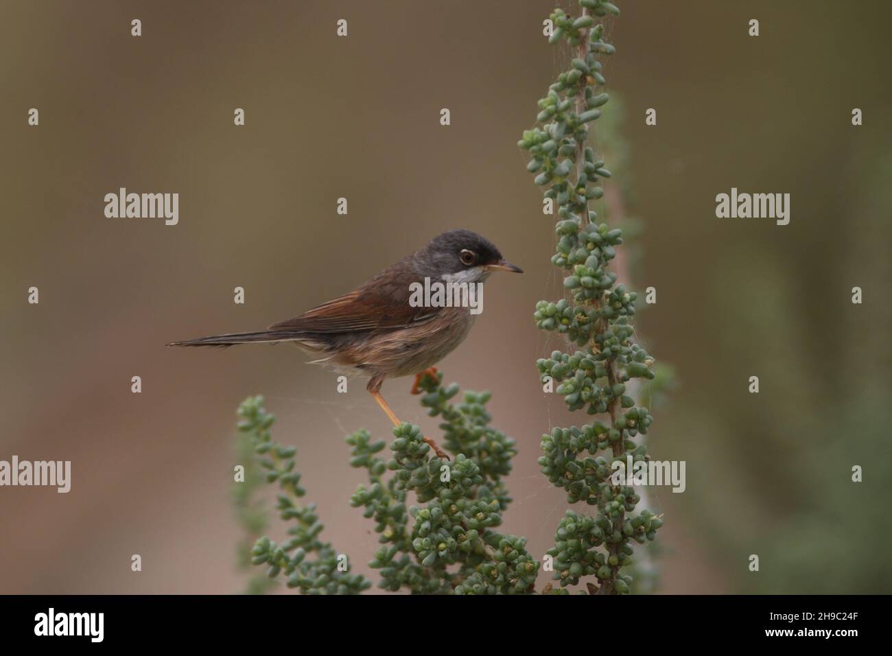 Spectacled warbler in typical habitat of low scrub in a dry semi arid environment on Lanzarote where they are a resident species. Stock Photo