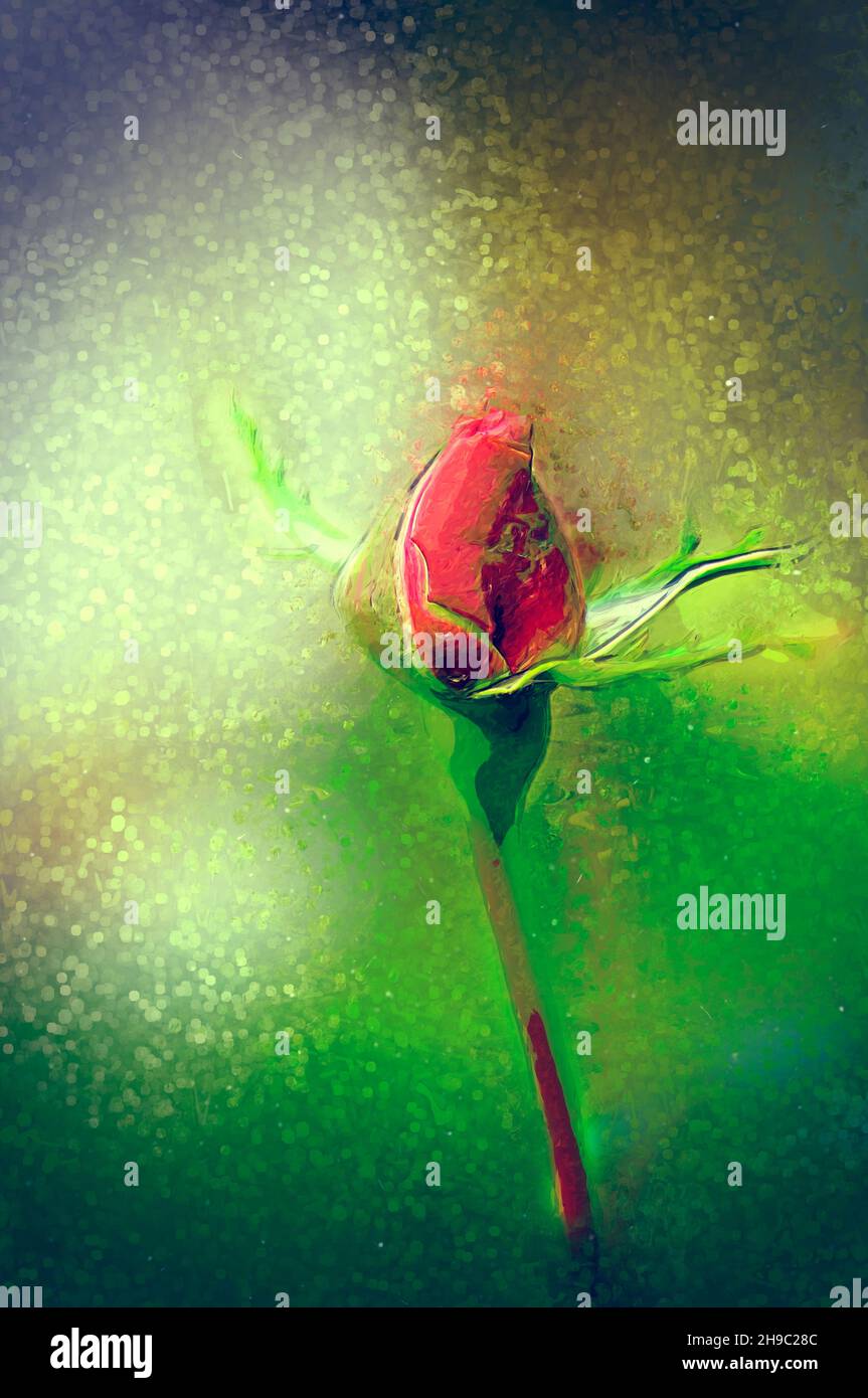 Digitally manipulated red Rose bud Stock Photo
