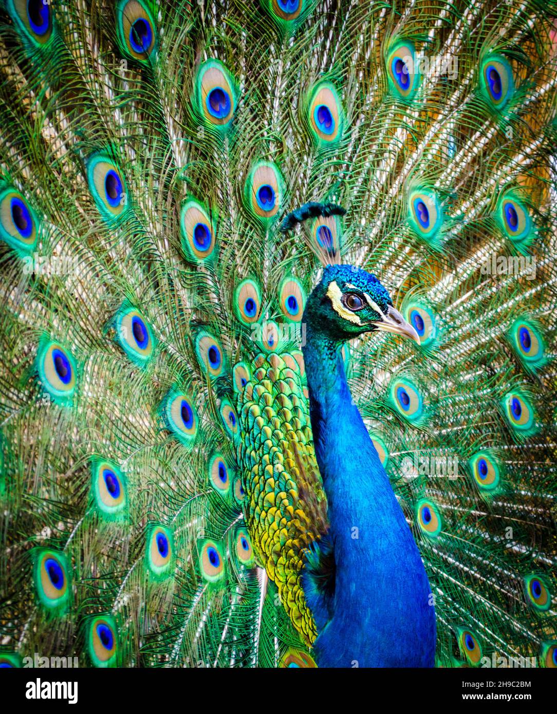 Portrait of a beautiful peacock. Nature, photo of wild animals. Peacock with a beautiful blossomed tail Stock Photo