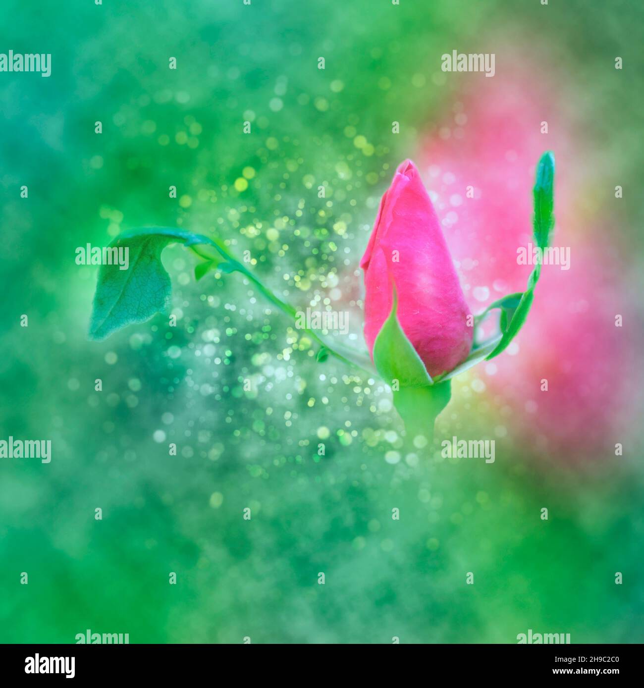 Digitally manipulated exploding red Rose bud Stock Photo