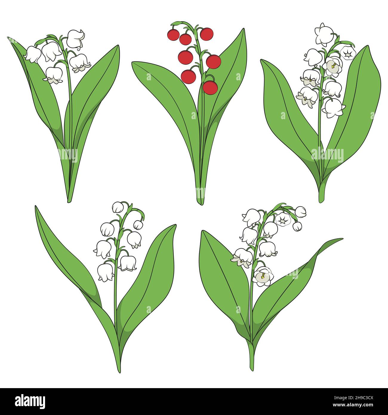 Wildflower Vector Vectors High Resolution Stock Photography and Images ...
