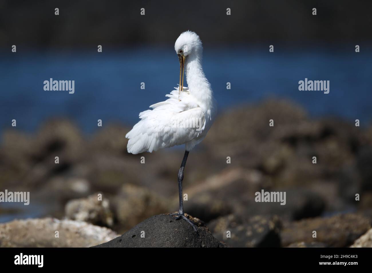 There are a number of spoonbill on Lanzarote where they Winter and migrate through other seasons.  A large white aquatic bird with spoon shaped bill. Stock Photo