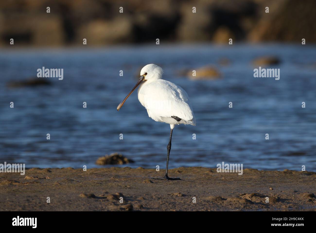 There are a number of spoonbill on Lanzarote where they Winter and migrate through other seasons.  A large white aquatic bird with spoon shaped bill. Stock Photo