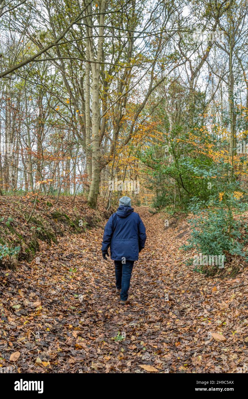 Woman walking part of the Snettisham Circular Walk through Ken Hill Woods in Norfolk during autumn or winter. Stock Photo