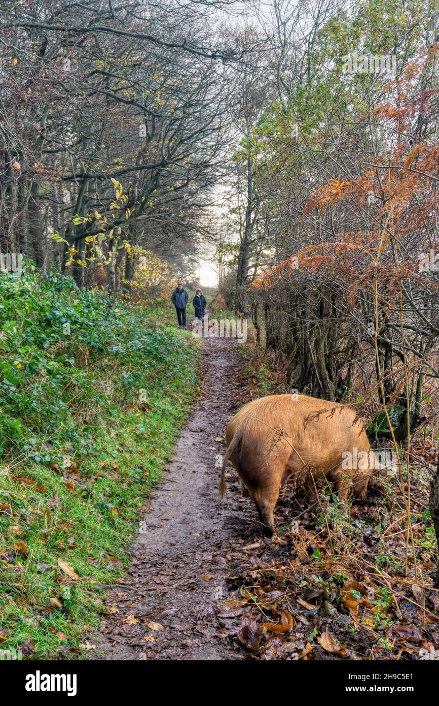 People on a country walk approaching a Tamworth pig of the Wild Ken Hill rewilding project rooting in woodland at Ken Hill, Norfolk. Stock Photo