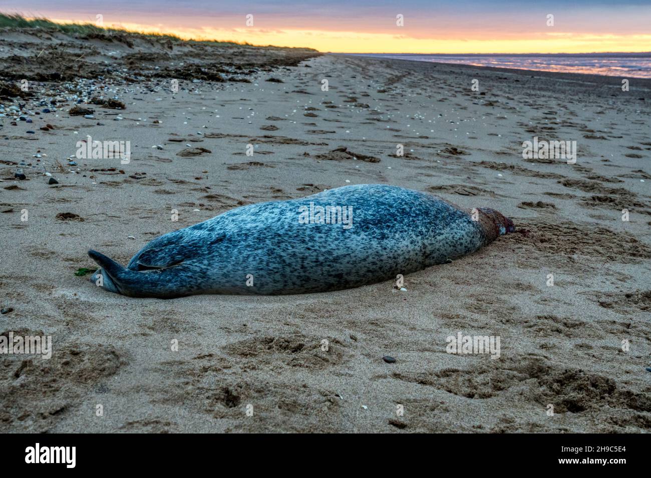 Dead common seal, Phoca vitulina, washed up on eastern shore of The Wash in Norfolk following Storm Arwen. Stock Photo