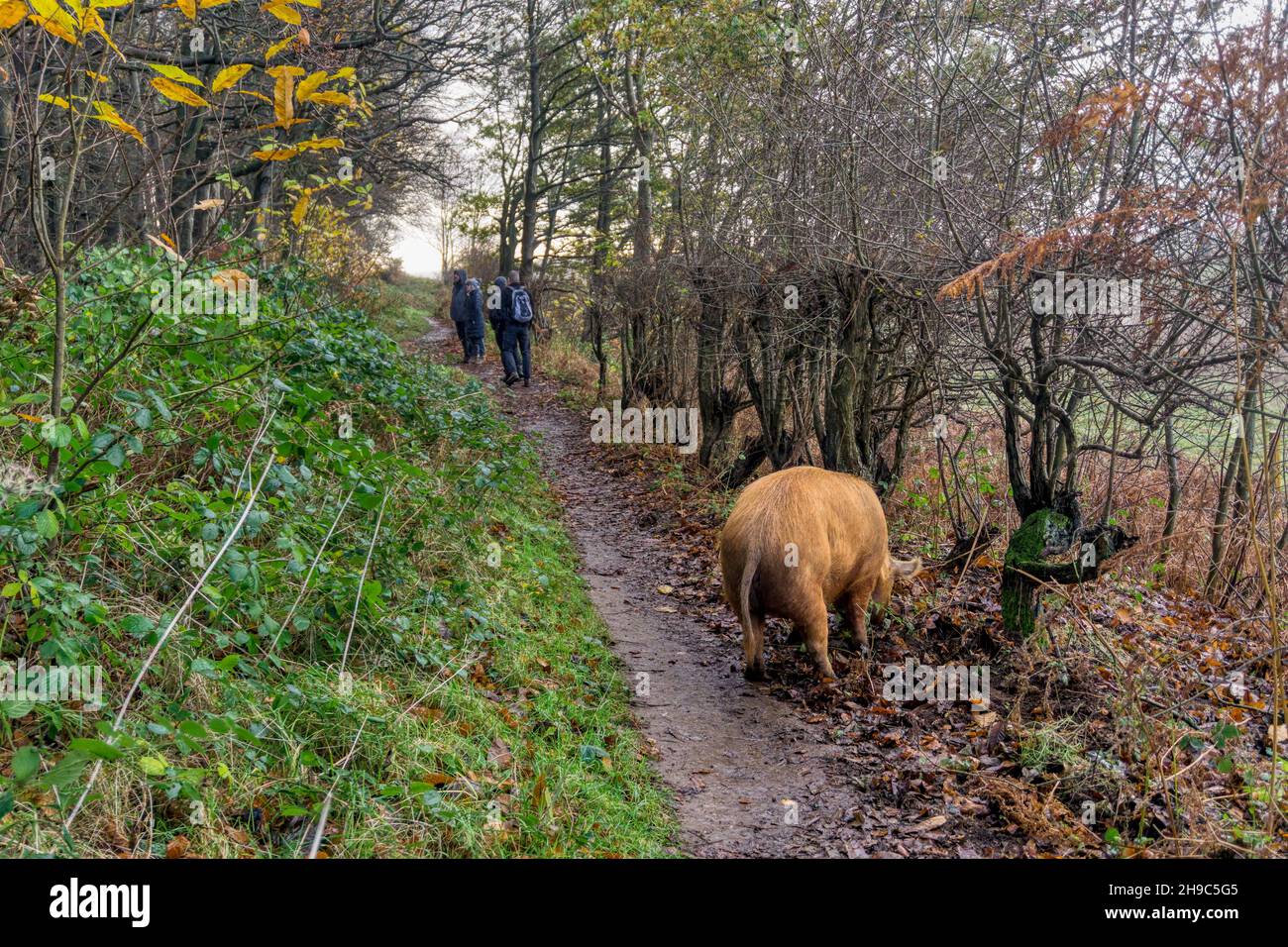 Walkers watching Tamworth pigs of the Wild Ken Hill rewilding project rooting in woodland at Ken Hill, Norfolk. Stock Photo