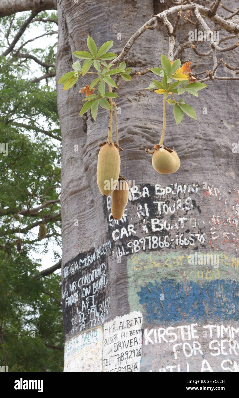 The Internet Tree. In an area where communications are sometimes unreliable, messages and advertisements are painted on a baobab tree. Lamin, The Repu Stock Photo