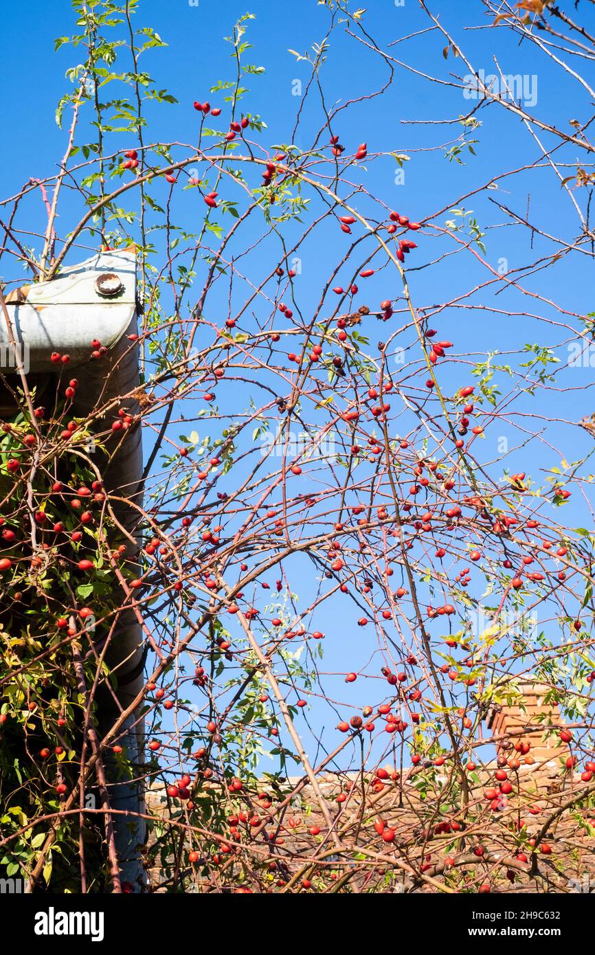 Tall rose bushes hires stock photography and images Alamy