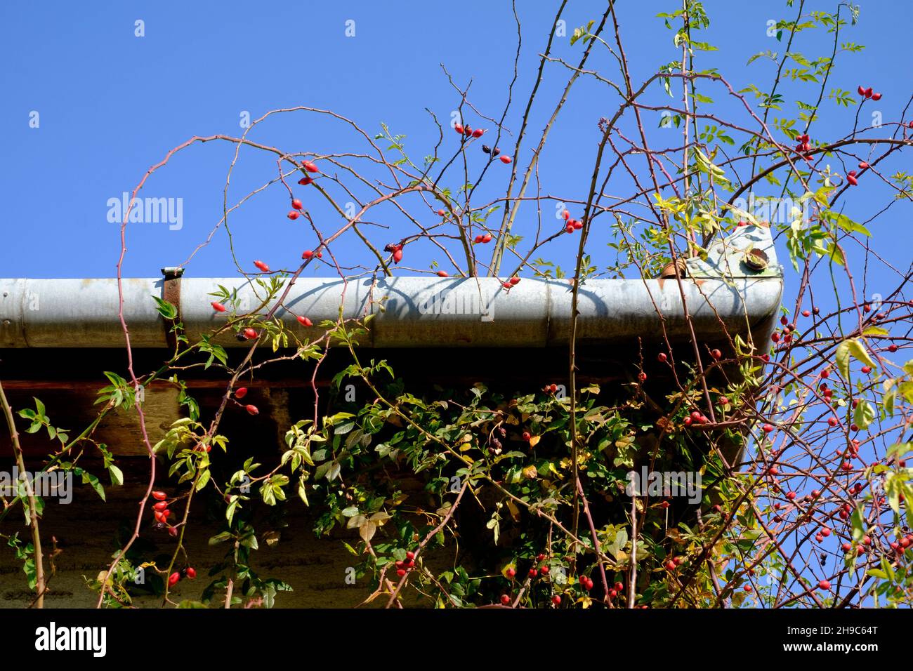 large tall rose bushes laden with hips growing through house soffit and guttering at a rural countryside house zala county hungary Stock Photo