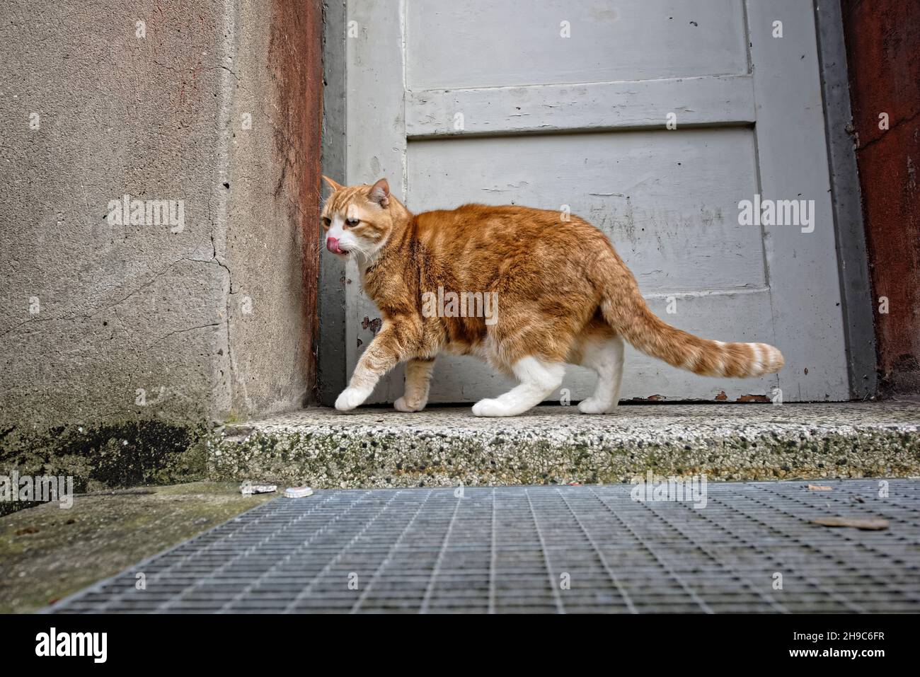 Yujing, Hauskatze in Garten Stock Photo