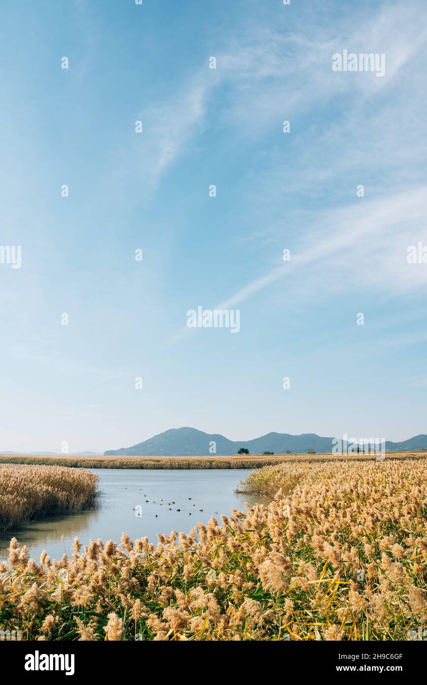 Suncheonman Bay wetland reed field at autumn in Suncheon, Korea Stock