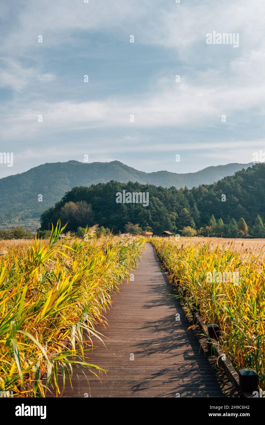 suncheonman-bay-wetland-reed-field-walkway-at-autumn-in-suncheon-korea