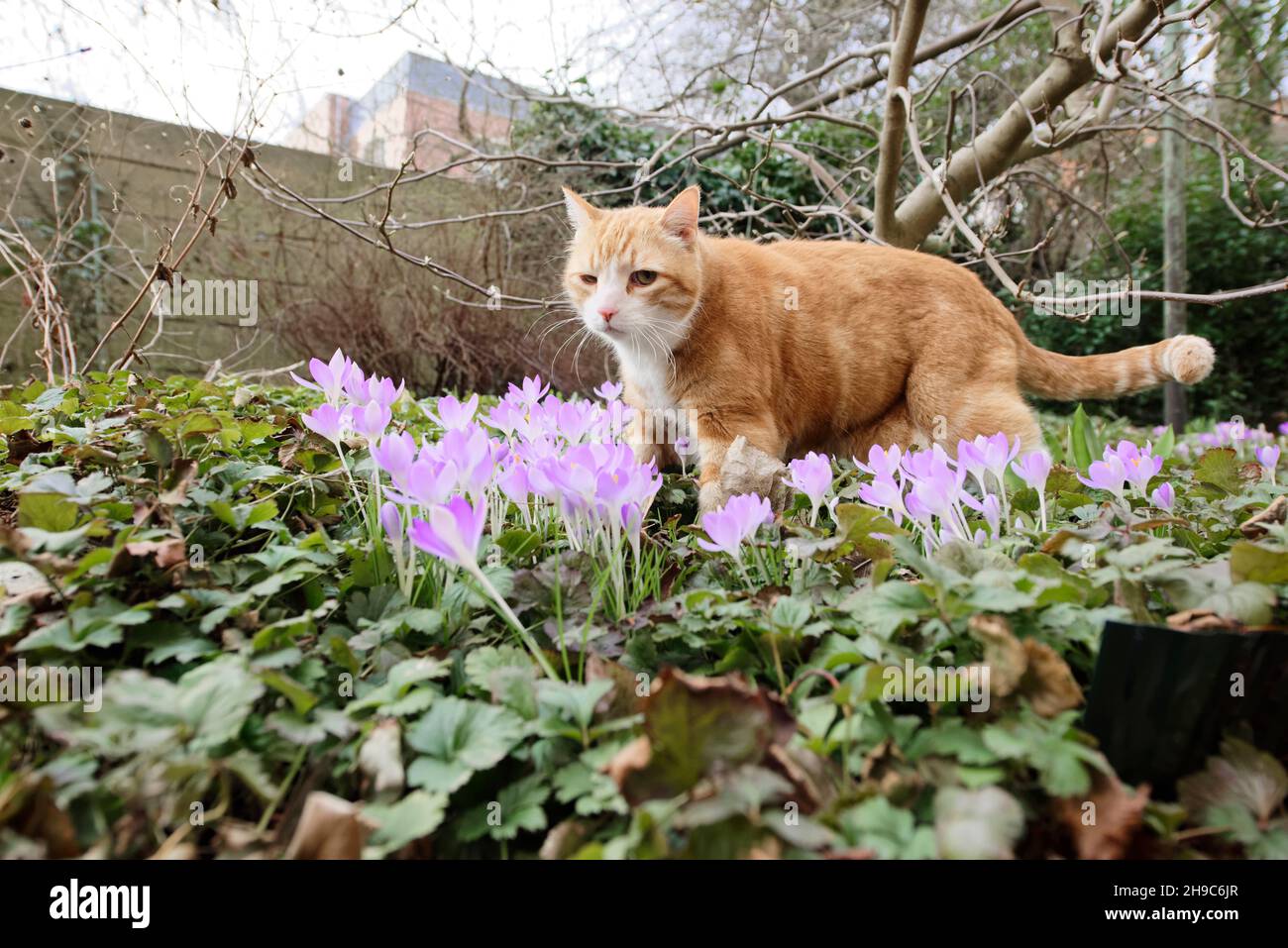 Yujing, Hauskatze in Garten Stock Photo