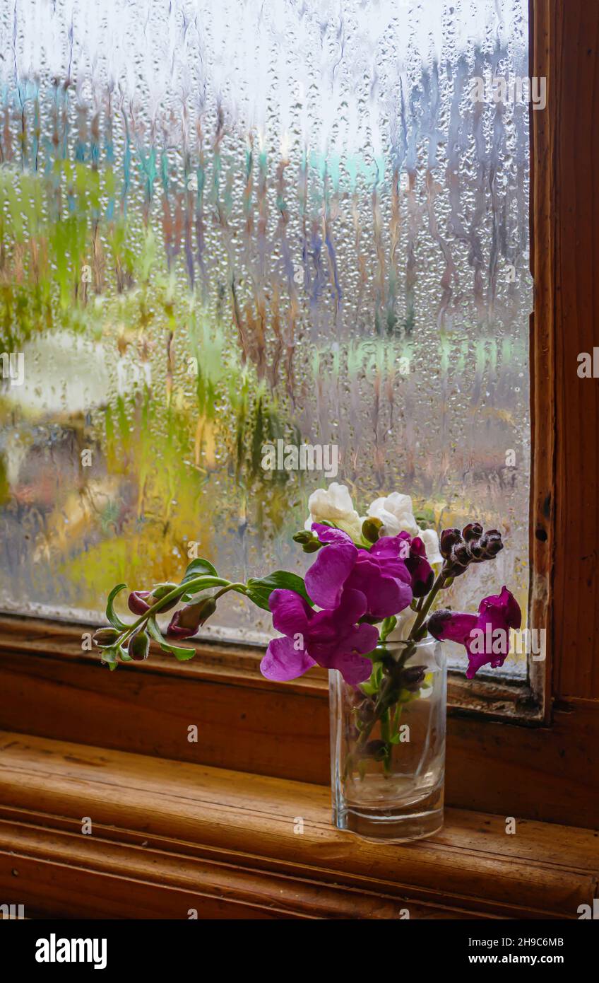 Small bouquet of snapdragon flowers on a windowsill with misted glass and a view of an autumn garden with yellowing raspberry leaves Stock Photo