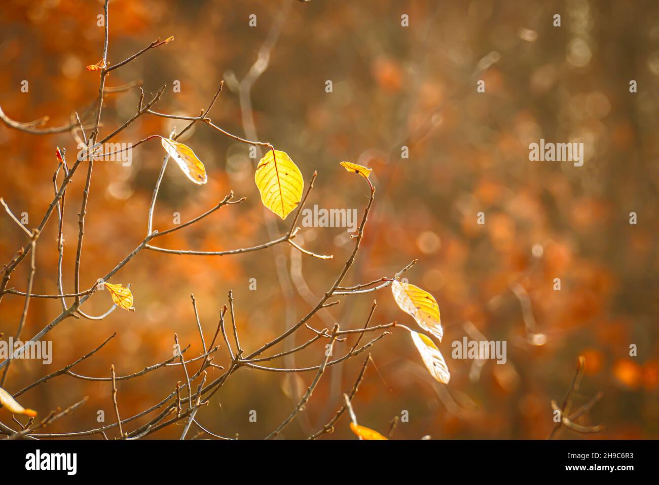 Yellow leaves on an elm branch in the backlight of the autumn sun Stock Photo