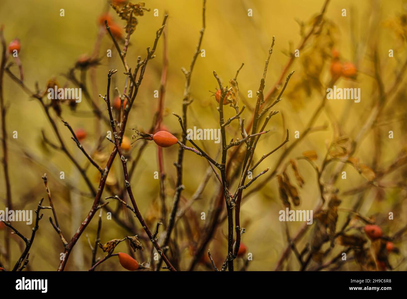Branches of a rose hip bush dropping leaves with red fruits on an