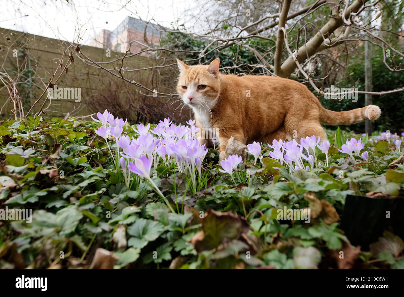 Yujing, Hauskatze in Garten Stock Photo