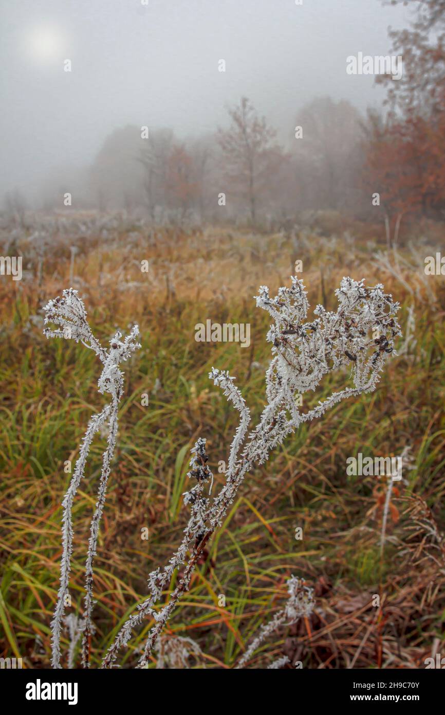 A field in a frosty foggy autumn morning and an icy hogweed bush Stock Photo
